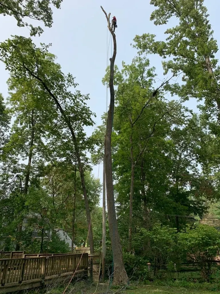 Certified arborist climbing tall tree spar in Pendleton IN
