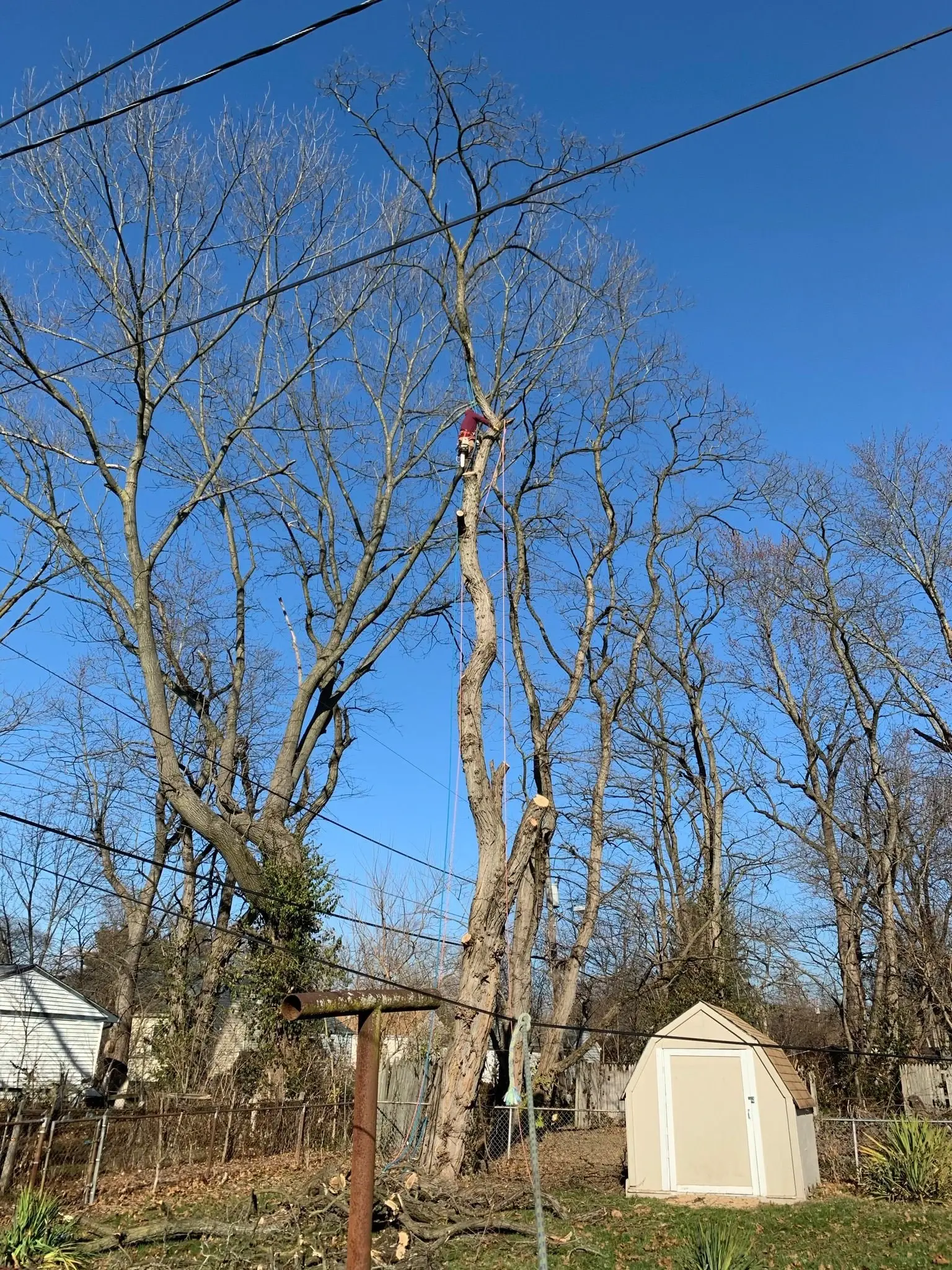 Arborist climber finishing vertical spar sectioning at dusk