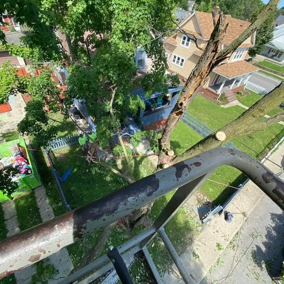 Residential front yard shade tree takedown
