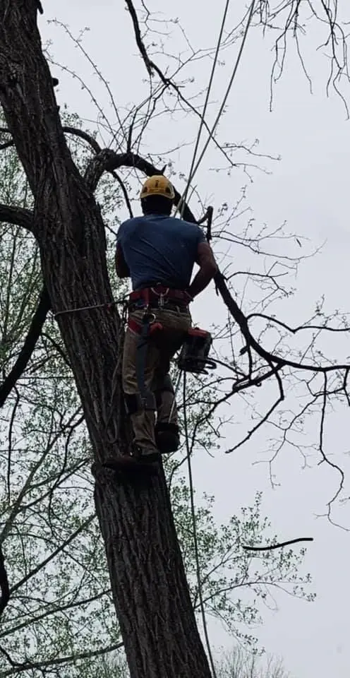 Arborist dismantling large hazardous oak branch over roof