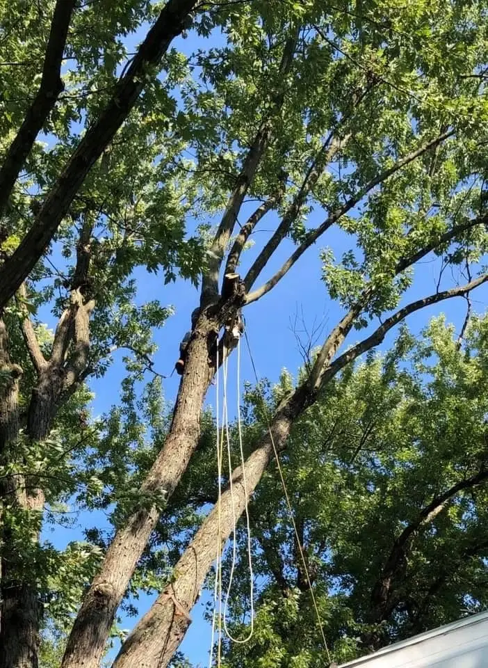 Tree removal along property line fence boundary