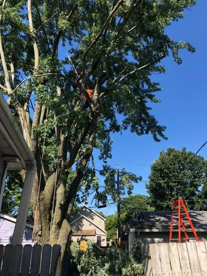 Rapid tree removal of structurally compromised storm tree