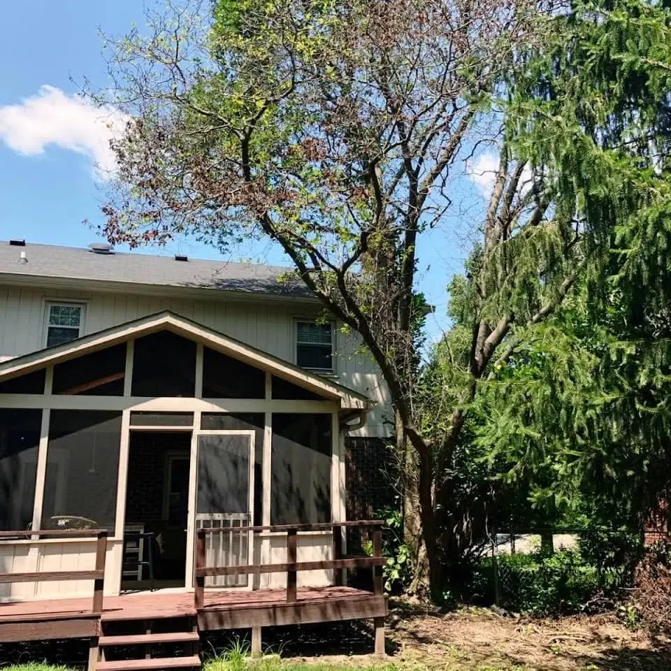 Controlled multi-stem pine tree removal