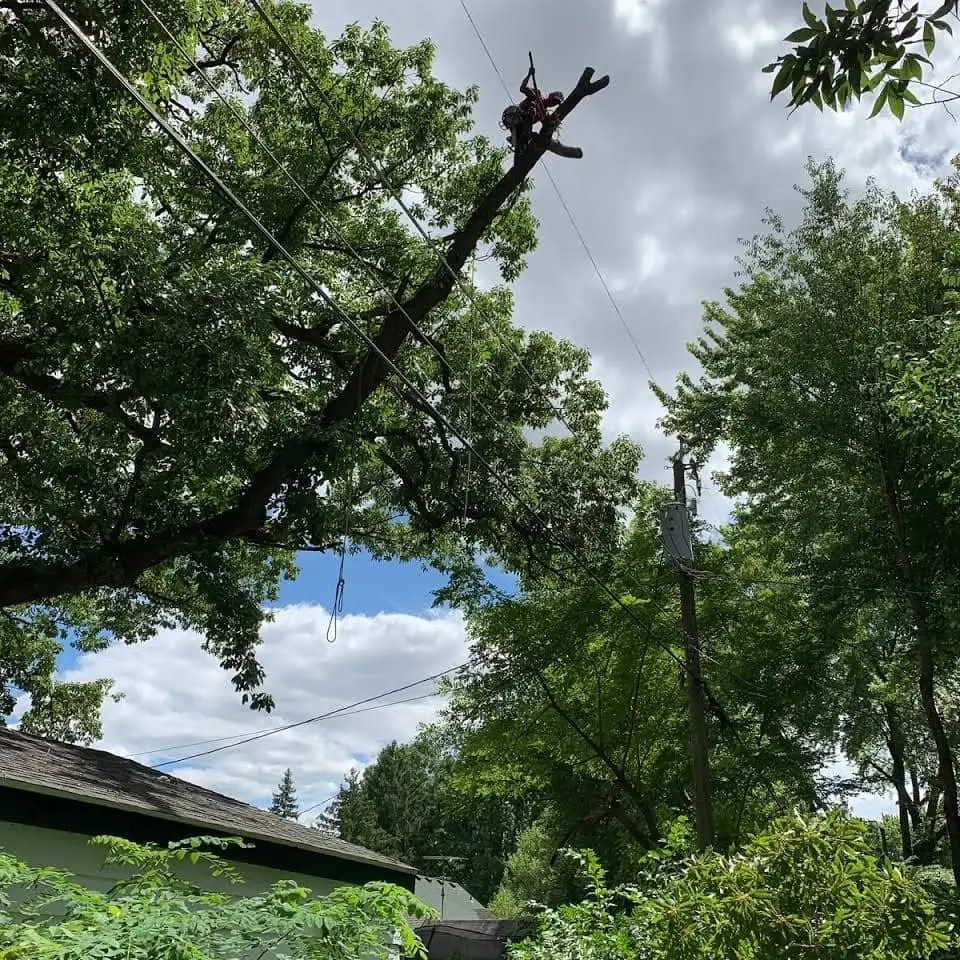 Urban tree dismantling using high angle rope rigging