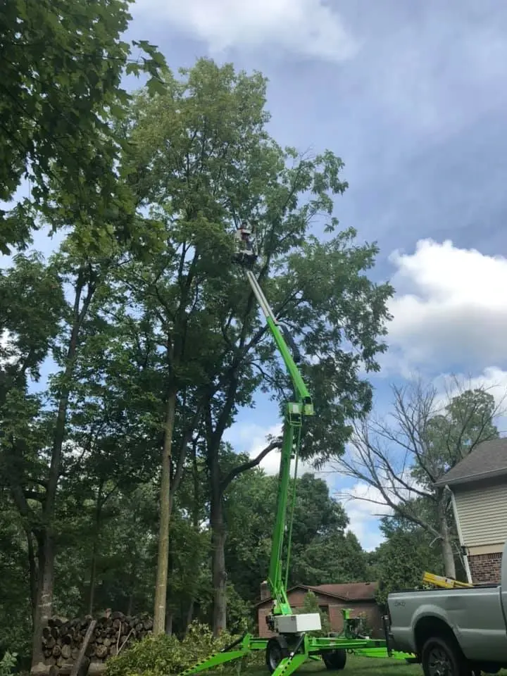 Commercial tree care and canopy elevation pruning
