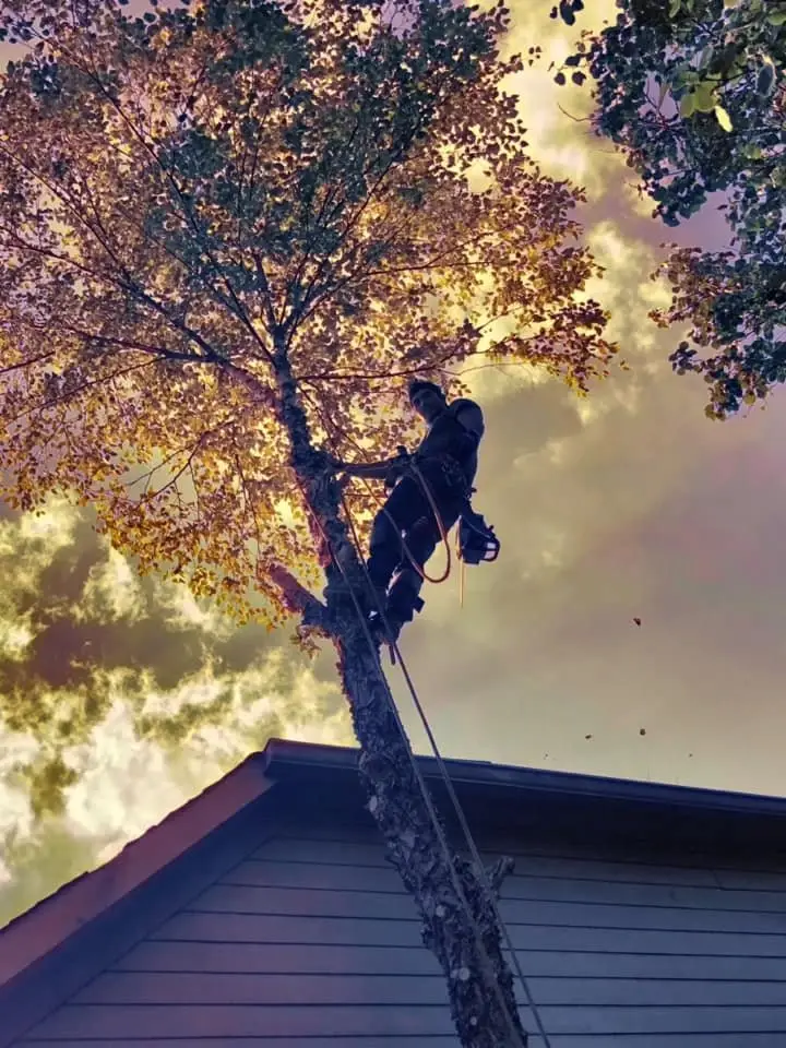 Wood chipper operations and site cleanup